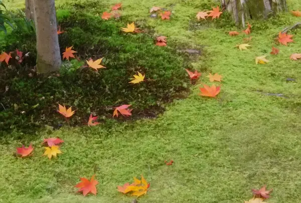 苔のじゅうたん