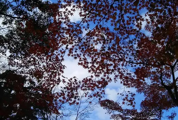 そろそろ紅葉も終息かな…