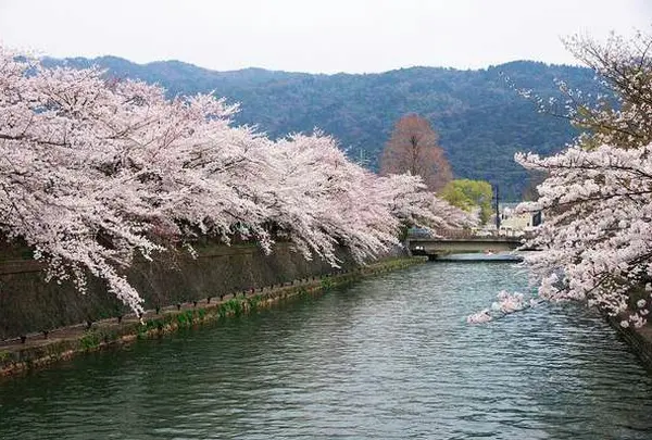 春は桜の名所❕