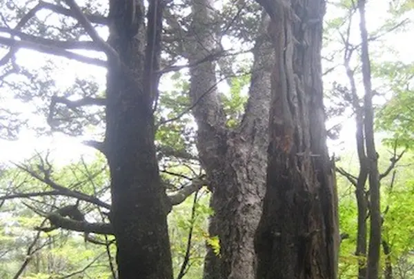 上高地の写真・動画_image_104180