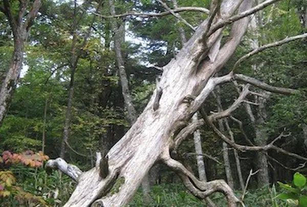 上高地の写真・動画_image_104182