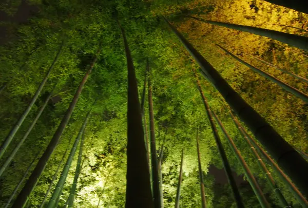 広がる竹林