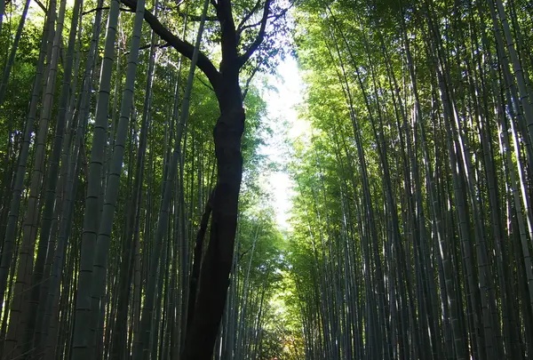 竹林の道