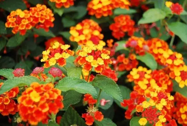 南国のお花たち