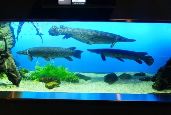 鳥羽水族館の写真・動画_image_10756
