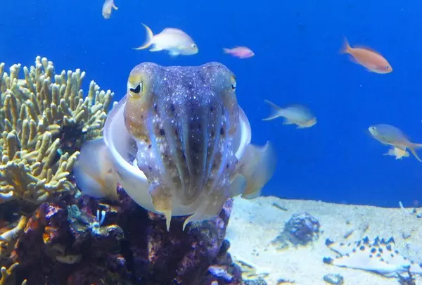 鳥羽水族館の写真・動画_image_10757