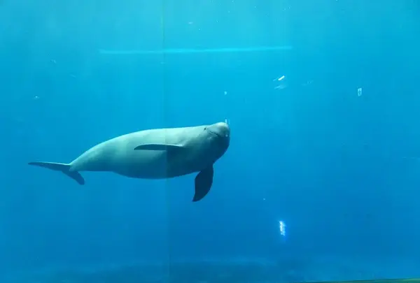 鳥羽水族館の写真・動画_image_10758