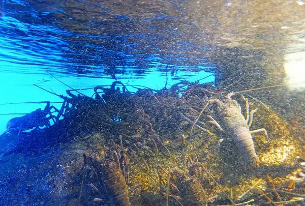 鳥羽水族館の写真・動画_image_10759