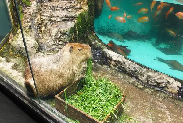 鳥羽水族館の写真・動画_image_10760