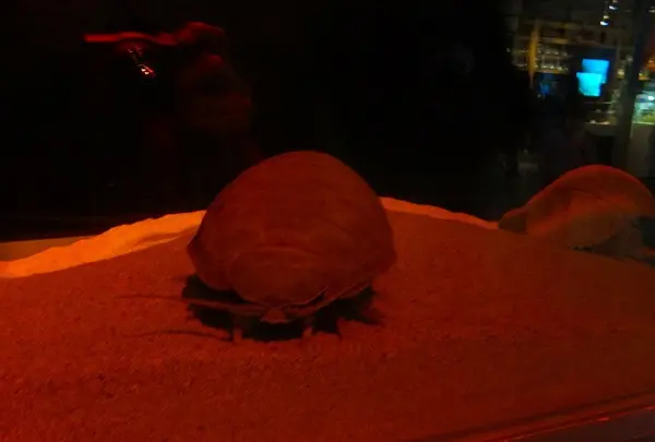 鳥羽水族館の写真・動画_image_10766