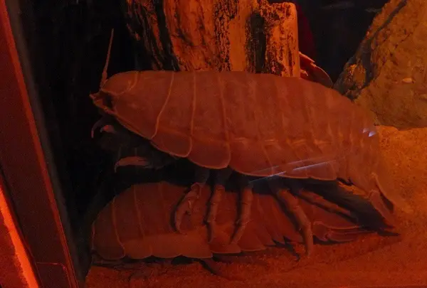 鳥羽水族館の写真・動画_image_10769