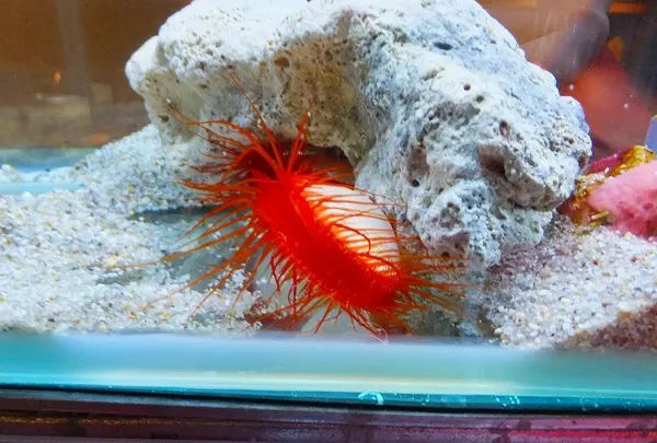 鳥羽水族館の写真・動画_image_10770