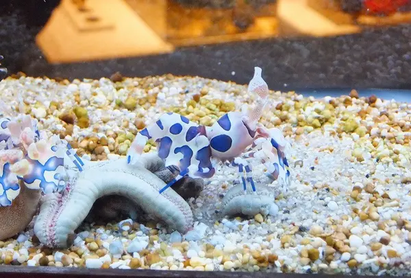 鳥羽水族館の写真・動画_image_10773