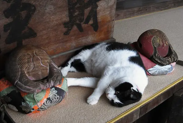 猫住職の大智院