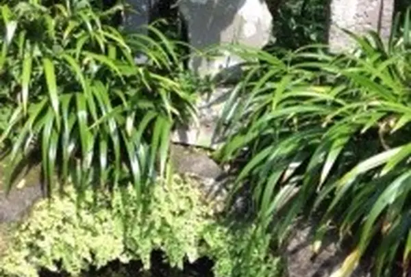 海蔵寺の写真・動画_image_11275