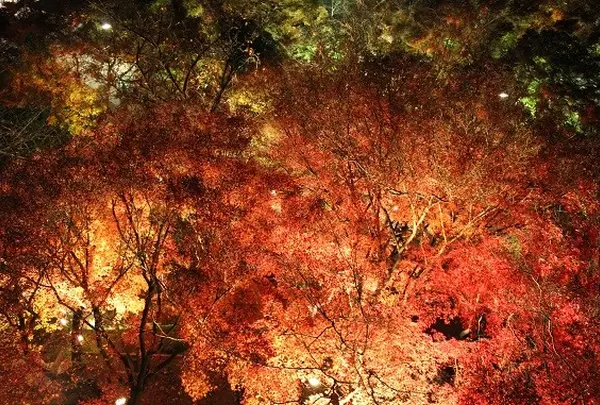 見下ろす紅葉