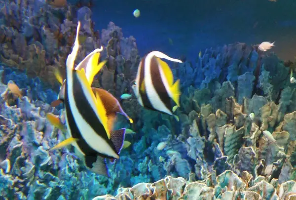 熱帯魚たち