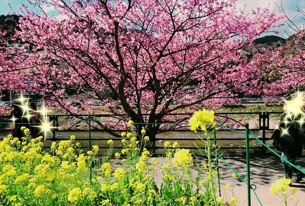 河津桜と露店