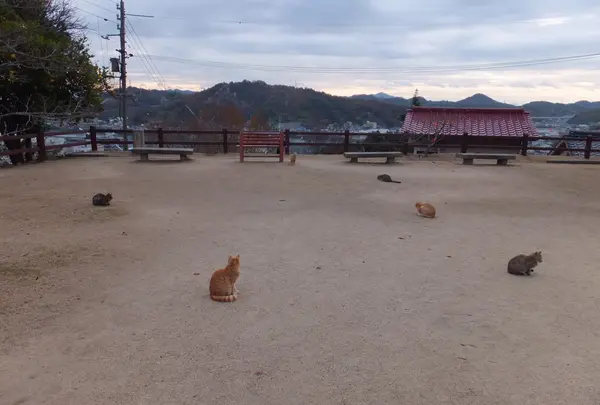 にゃんこの集会と遭遇！？