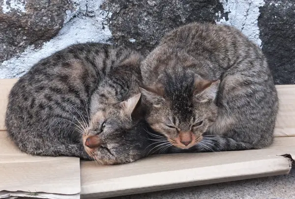 兄弟かな？おやすみ中。