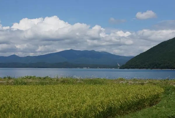 ドライブの合間に見つけた黄金色の田んぼと田沢湖