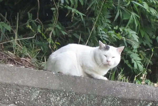 ねこいっぱい