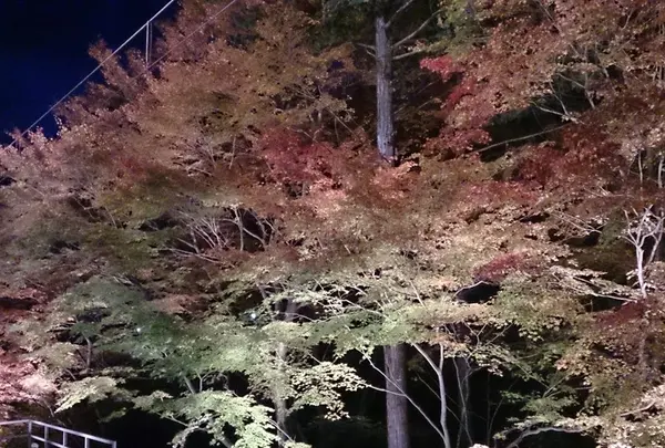 もみじのトンネル