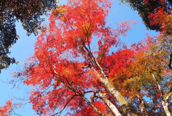 滝周辺の紅葉