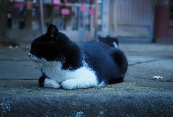 奥津宮周辺でもネコが～