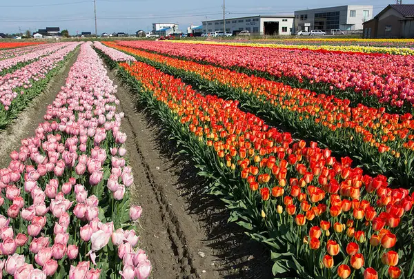 チューリップ生産圃場