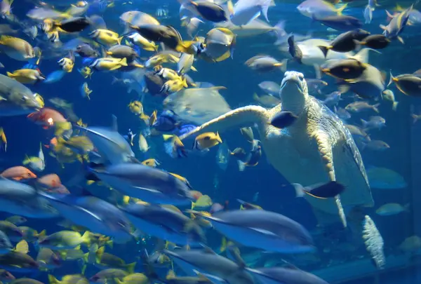 魚多っ！