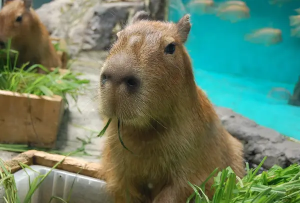 カピバラさんも！