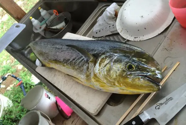 海釣り☆