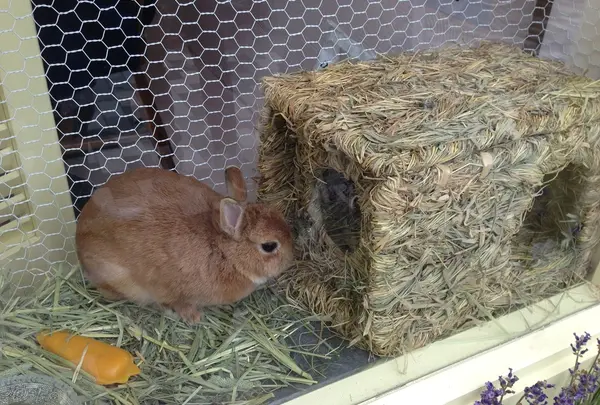 うさぎ♡