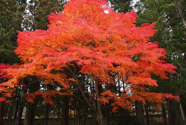 いたるところに～