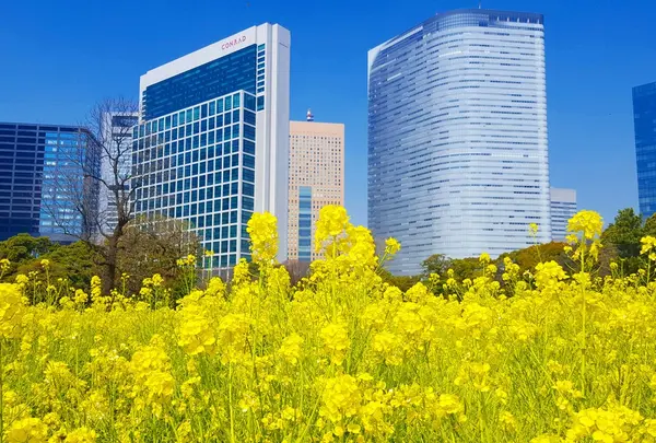 菜の花とビル