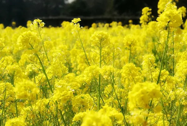 菜の花だけ