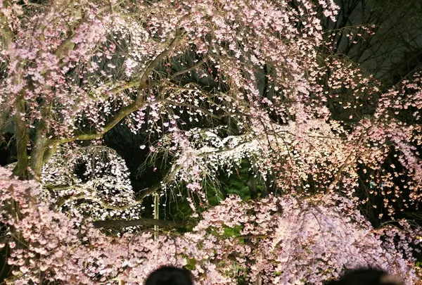 しだれ感