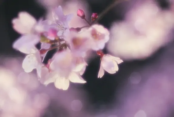 癒し