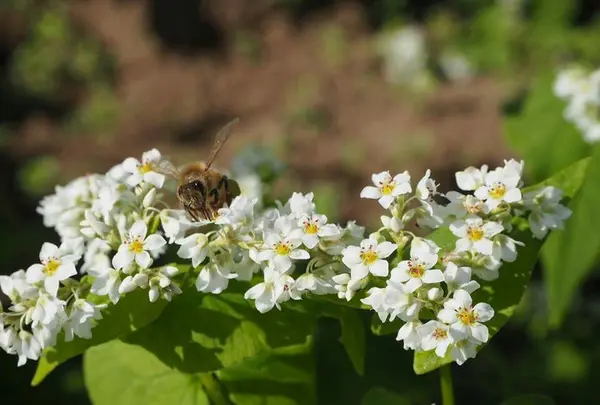 そばの花