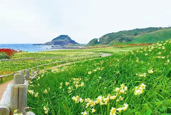 一面水仙