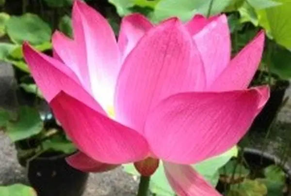 きれいな蓮の花