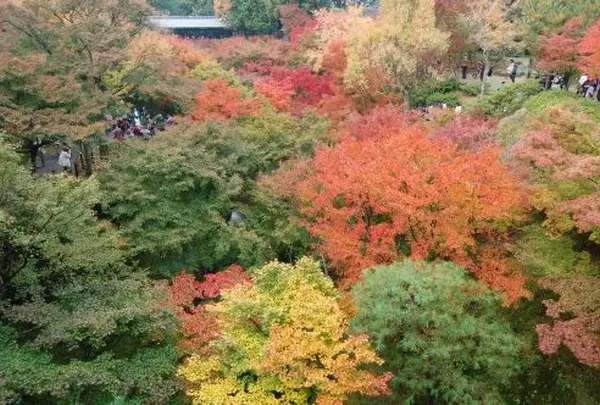 色とりどりの紅葉