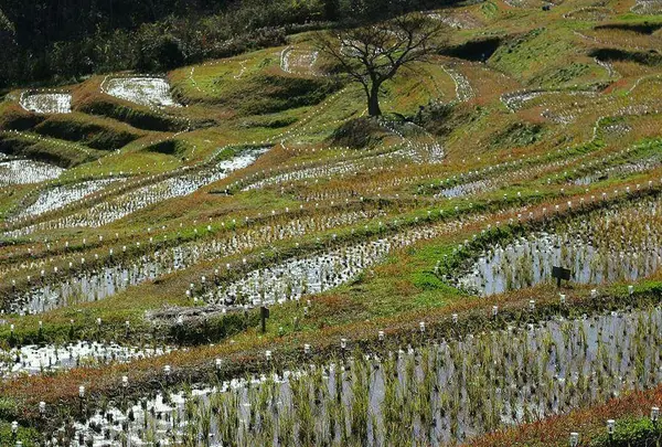 大山千枚田