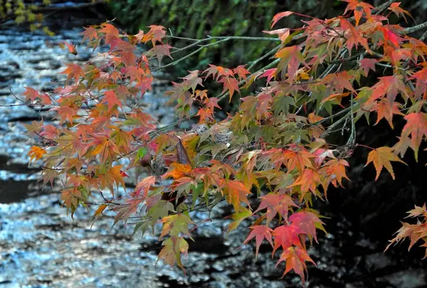 参道横の小川に紅葉が