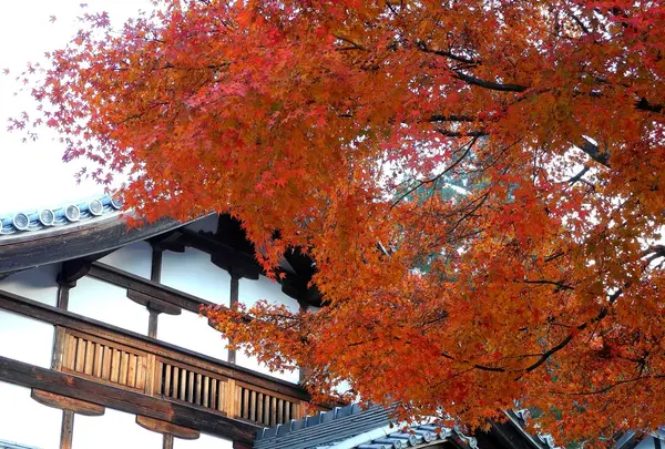 三千院拝観口にも紅葉が