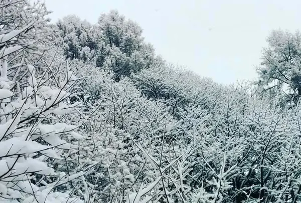 善五郎の滝の写真・動画_image_127610