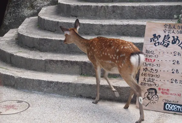 神鹿