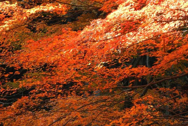 周囲は紅葉だらけ