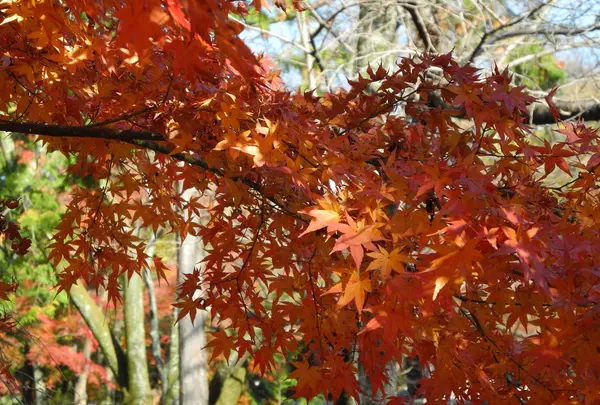 どちらを向いても紅葉
